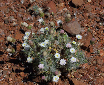 Image de Ixiochlamys cuneifolia (R. Br.) F. Müll. & Sond.