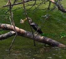 Image of Oriental Darter