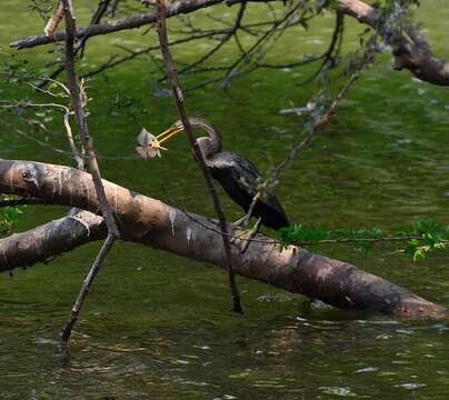 Image of Oriental Darter