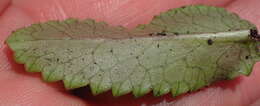 Image of Alepidea capensis var. capensis
