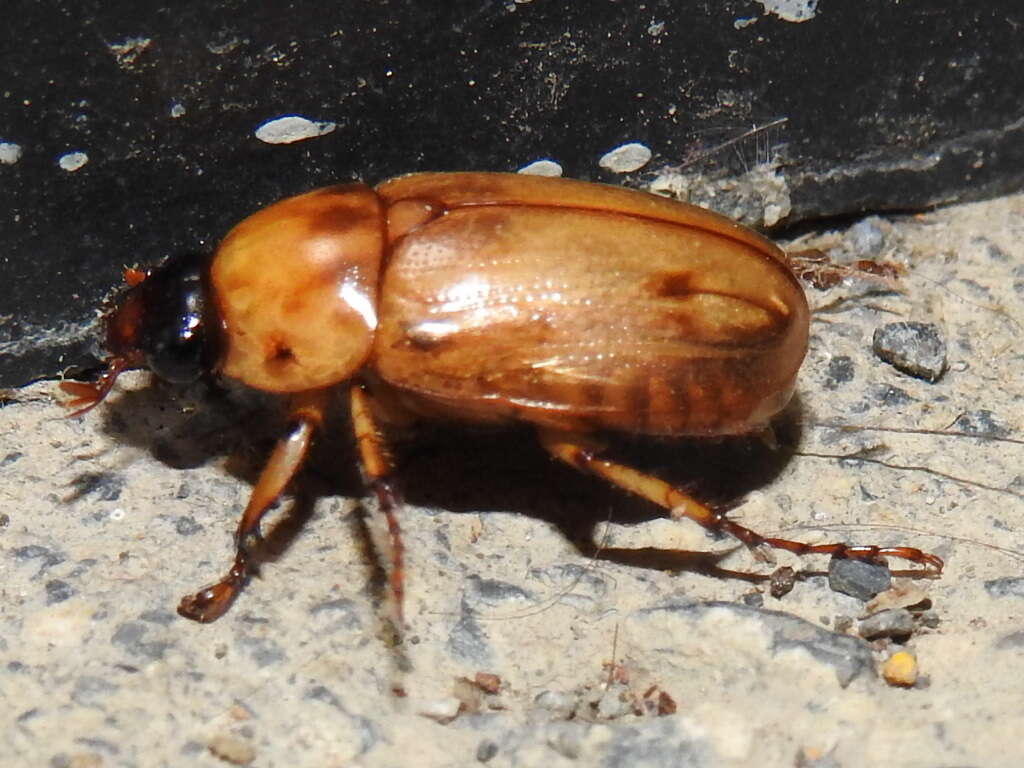 Слика од Cyclocephala lunulata Burmeister 1847