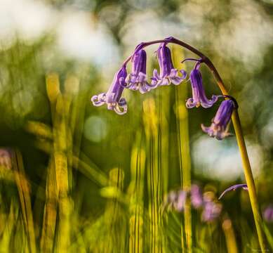 Image de jacinthe des bois