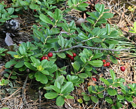 Image of lingonberry