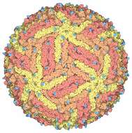 Image of Zika virus