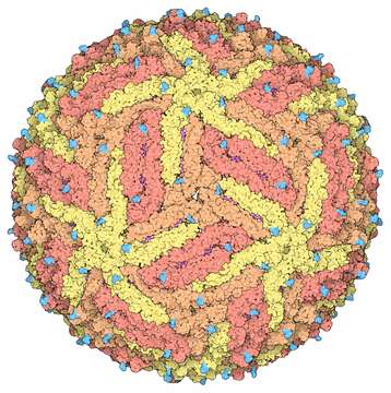 Image of Zika virus