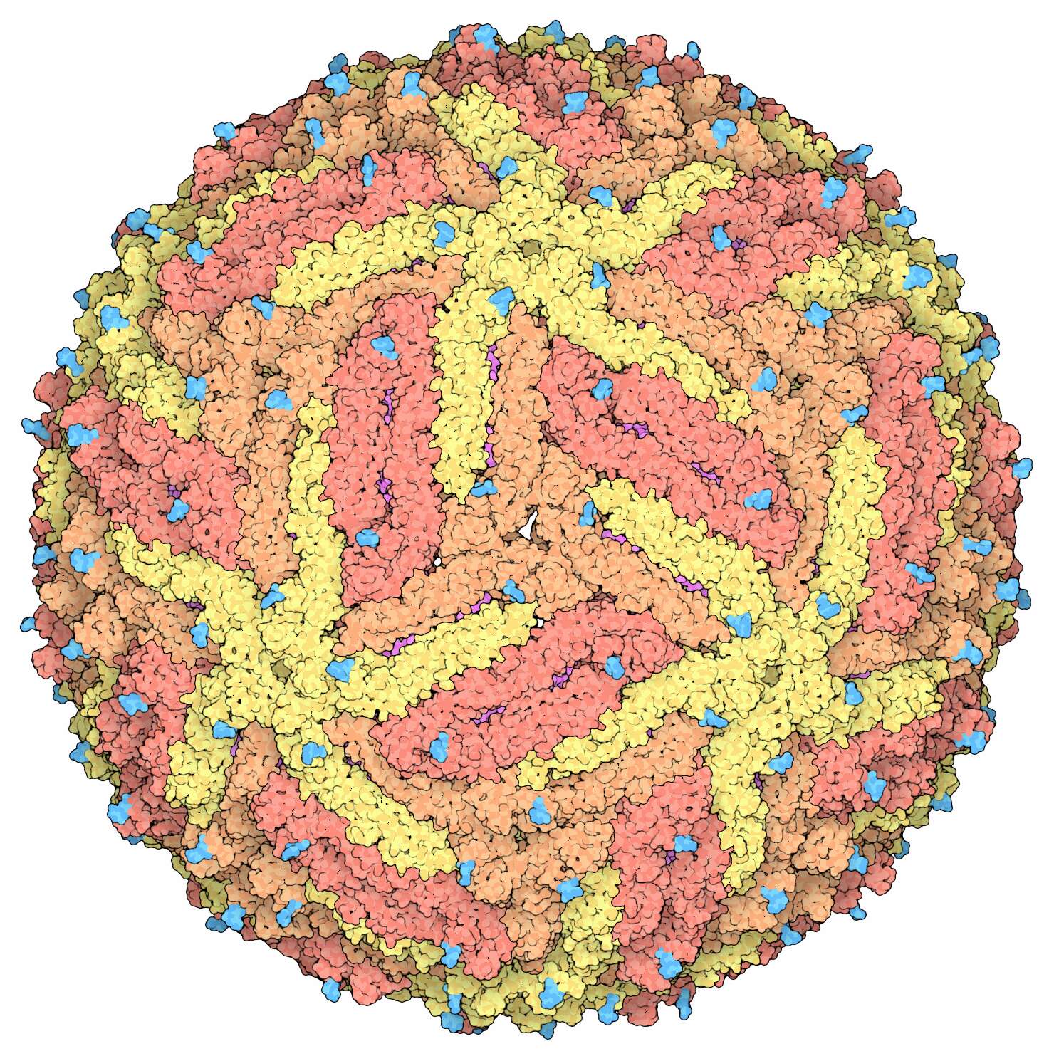 Image of Zika virus