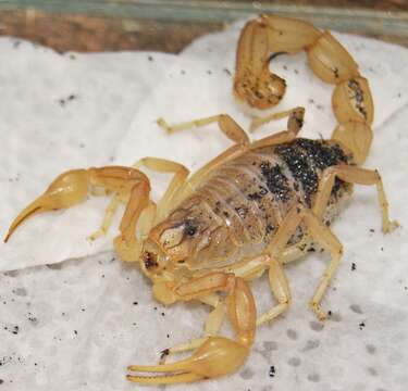 Image of Common yellow scorpion