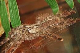 Image of Pederseni''s Tiger Spider