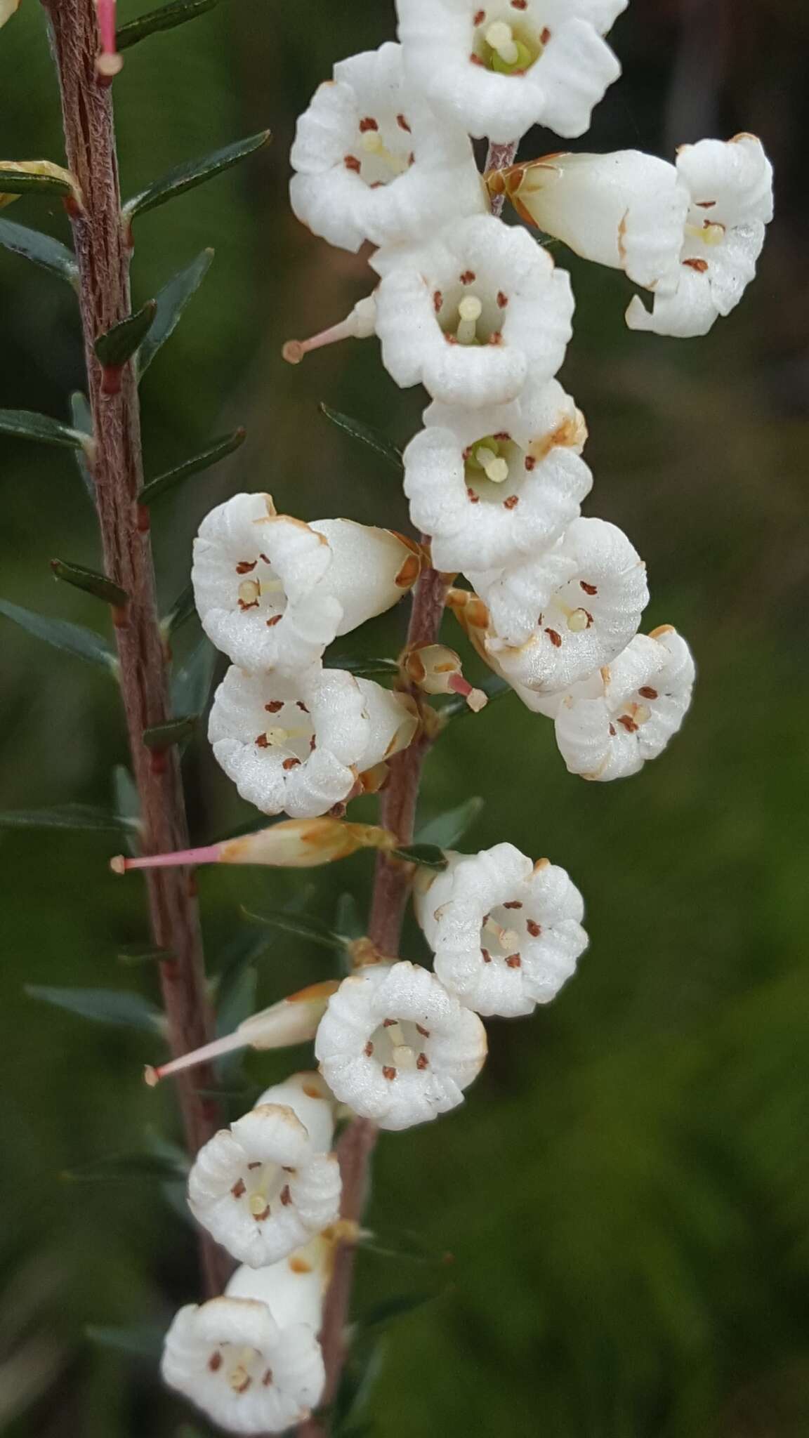 Image of Epacris obtusifolia Sm.