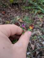 Image of blue waxweed