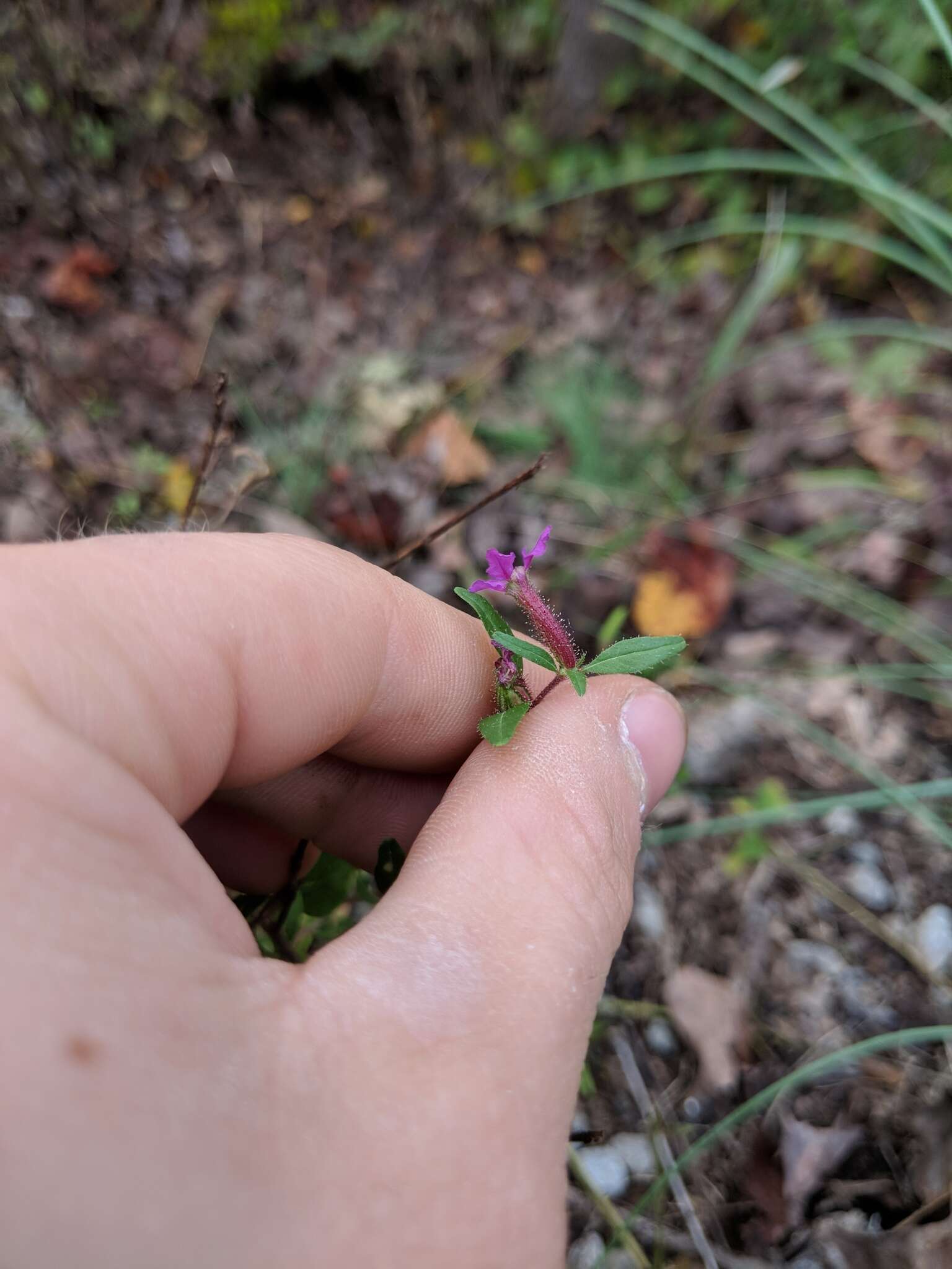 黏毛萼距花的圖片