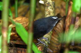 Plancia ëd Brachypteryx leucophris wrayi Ogilvie-Grant 1906