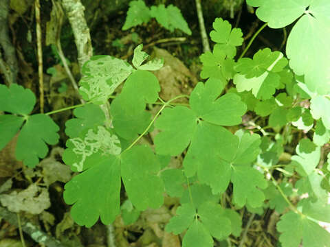 Image of Phytomyza minuscula Goureau 1851