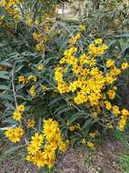 Image of Aldama buddlejiformis (DC.) E. E. Schill. & Panero