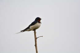 صورة Hirundo rustica rustica Linnaeus 1758