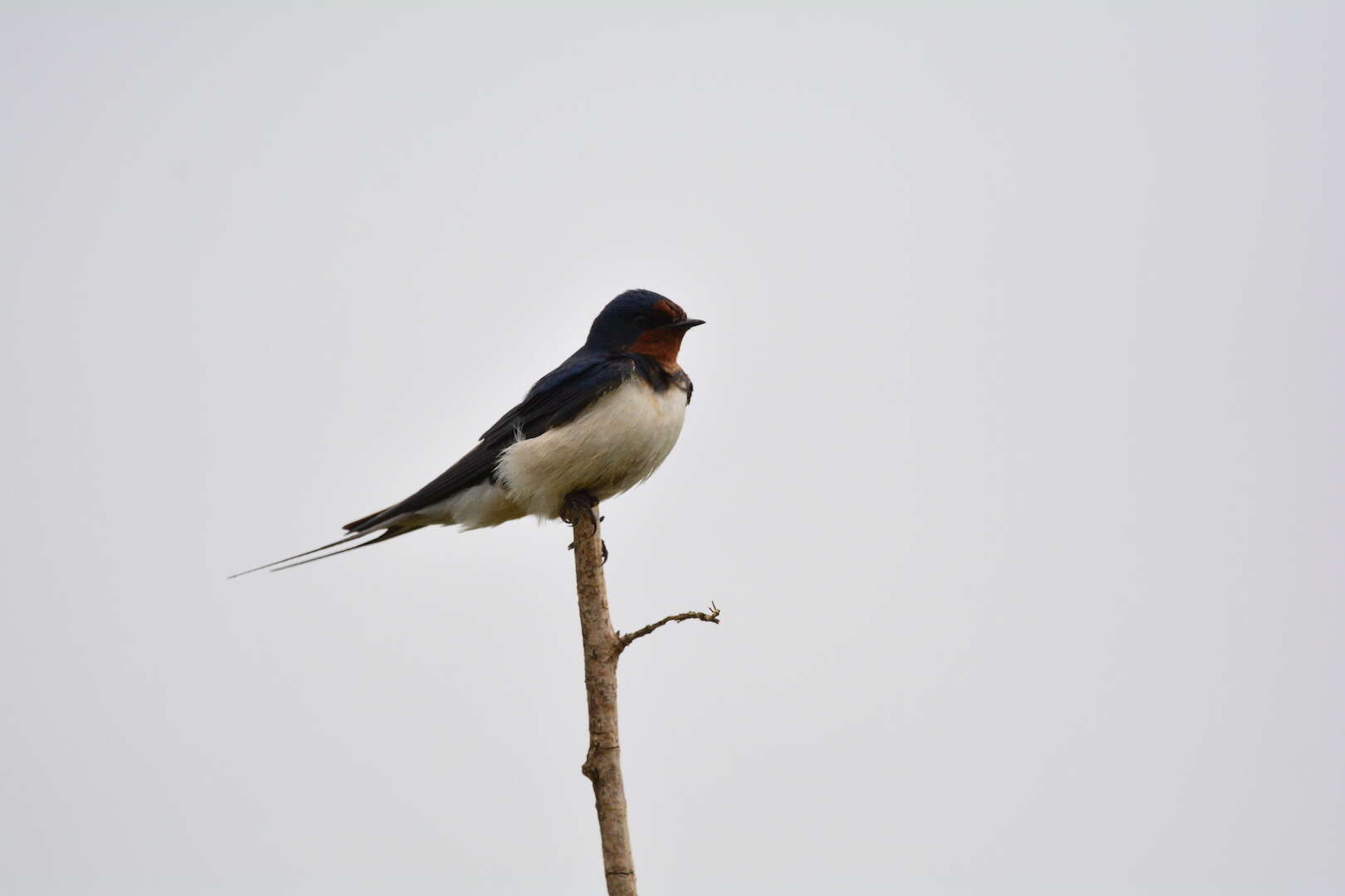 Image of Hirundo rustica rustica Linnaeus 1758