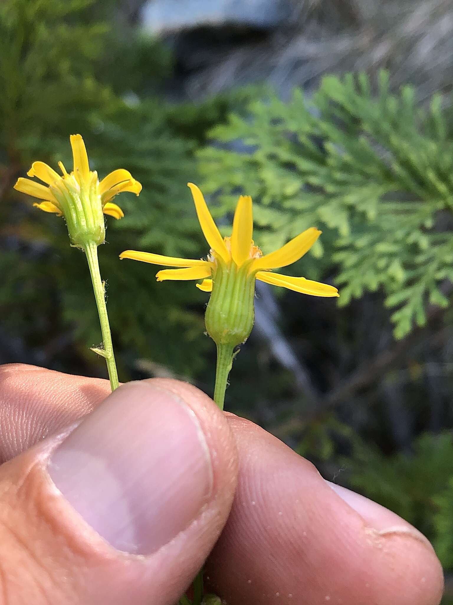 Image of Siskiyou Mountain Groundsel