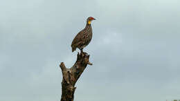 Pternistis leucoscepus (Gray & GR 1867) resmi