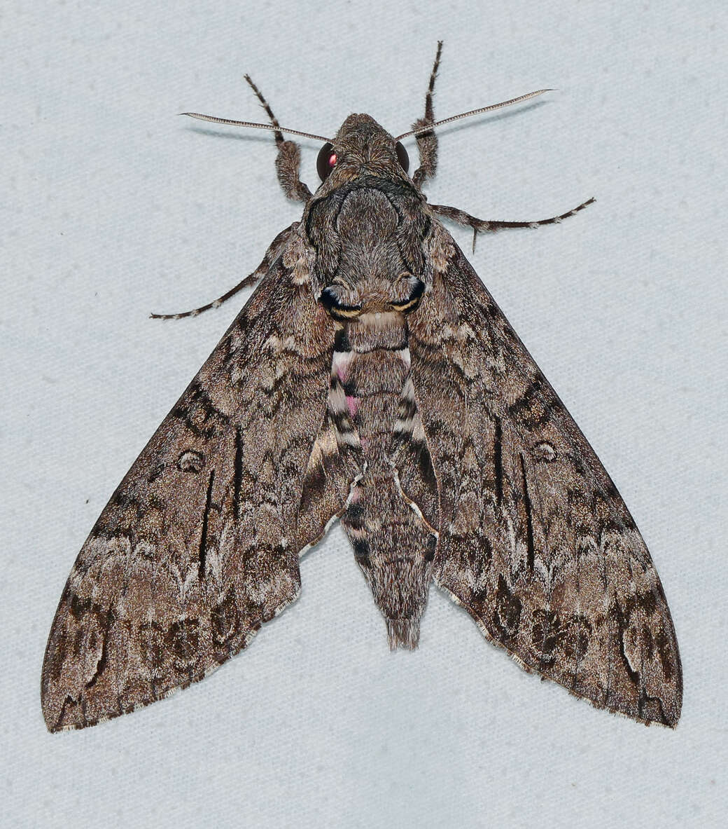 Image of Pink-spotted Hawkmoth