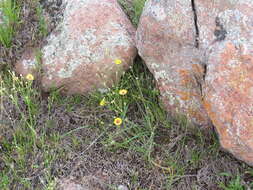 Image of Texas flax