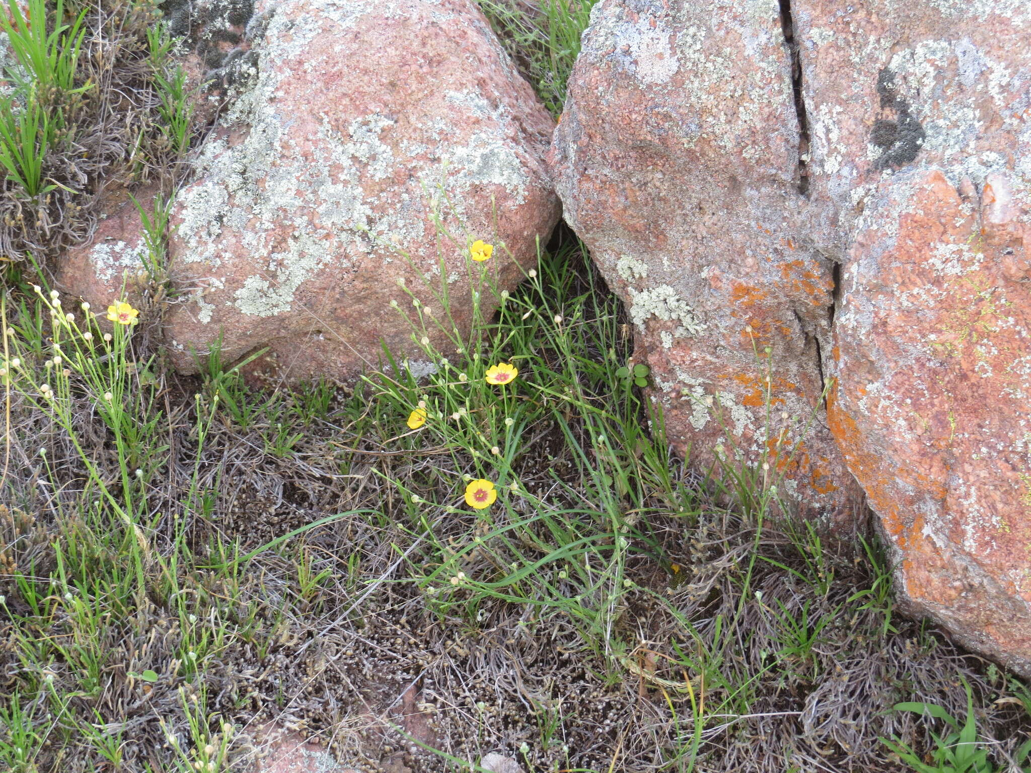 Image of Texas flax