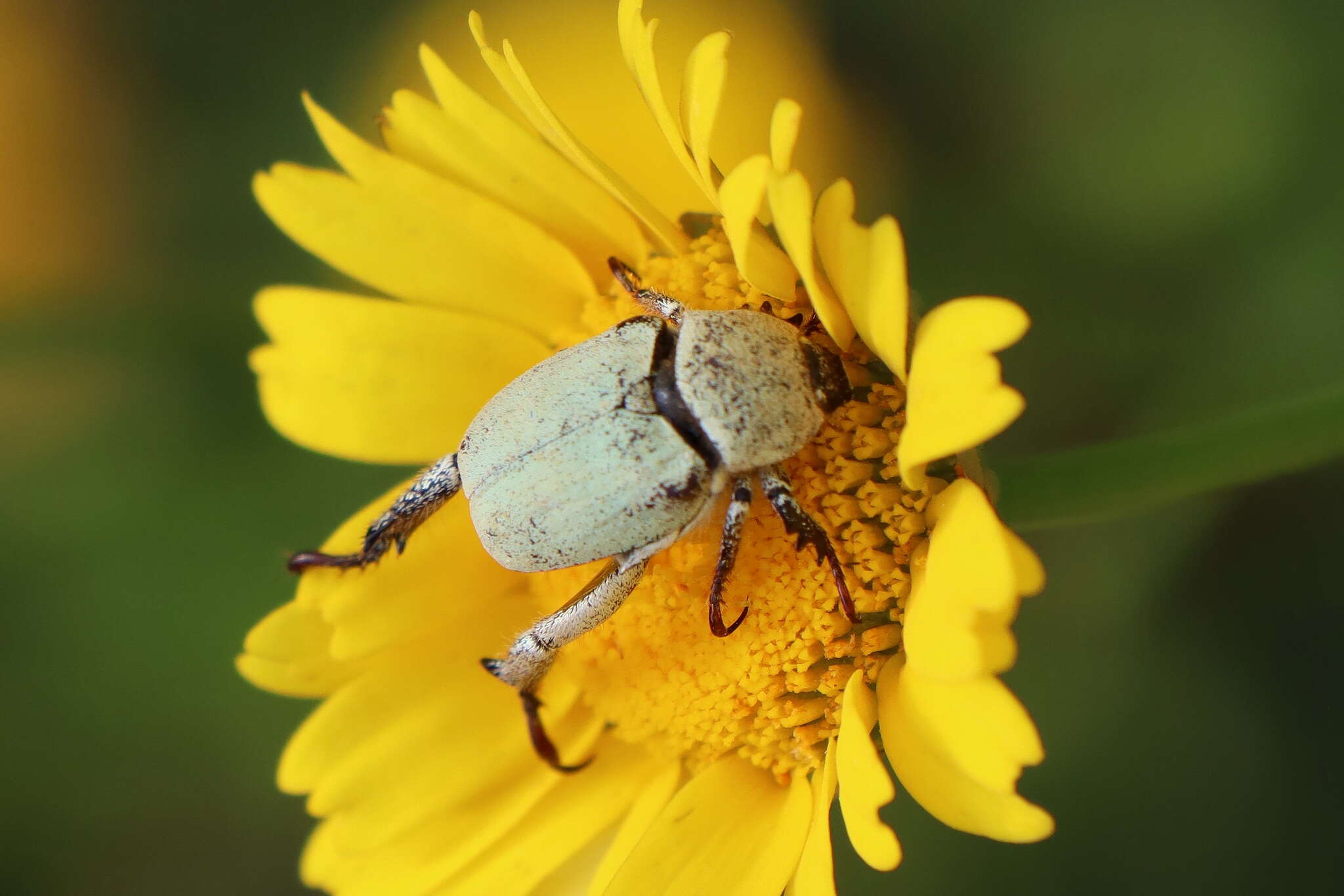 Sivun Hoplia chlorophana Erichson 1848 kuva