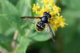 Image of Sericomyia chrysotoxoides Macquart 1842