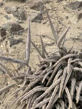 Image of Ceropegia longipedicellata (A. Berger) Bruyns