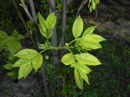 Image de arbre aux pistaches