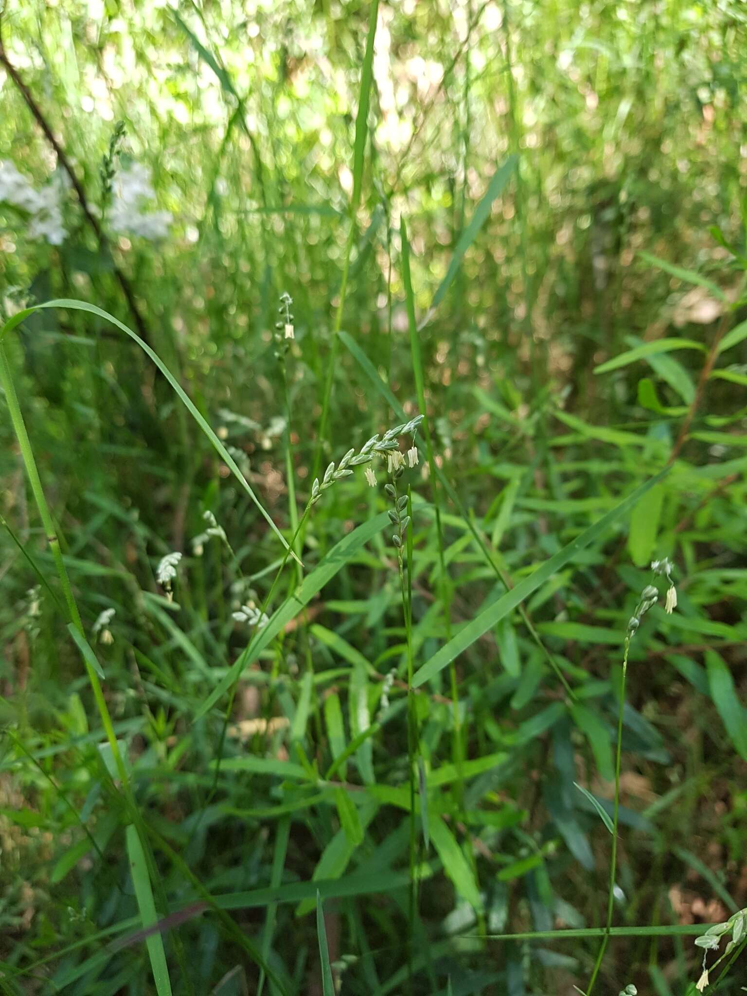 Imagem de Ehrharta juncea (R. Br.) Spreng.