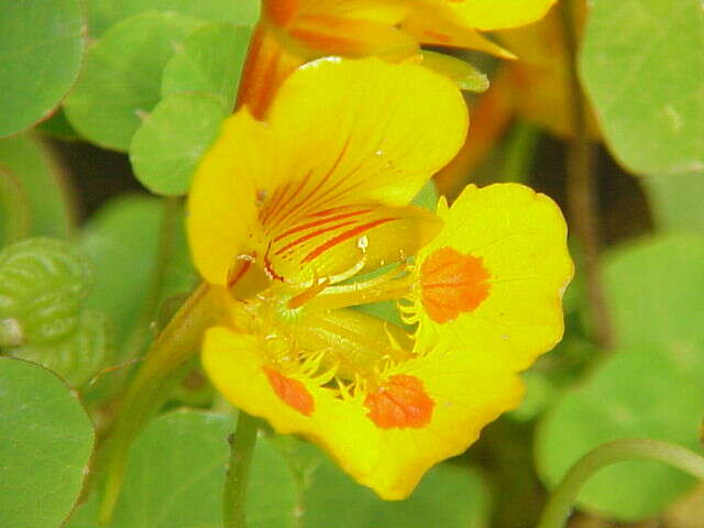 Image of dwarf nasturtium