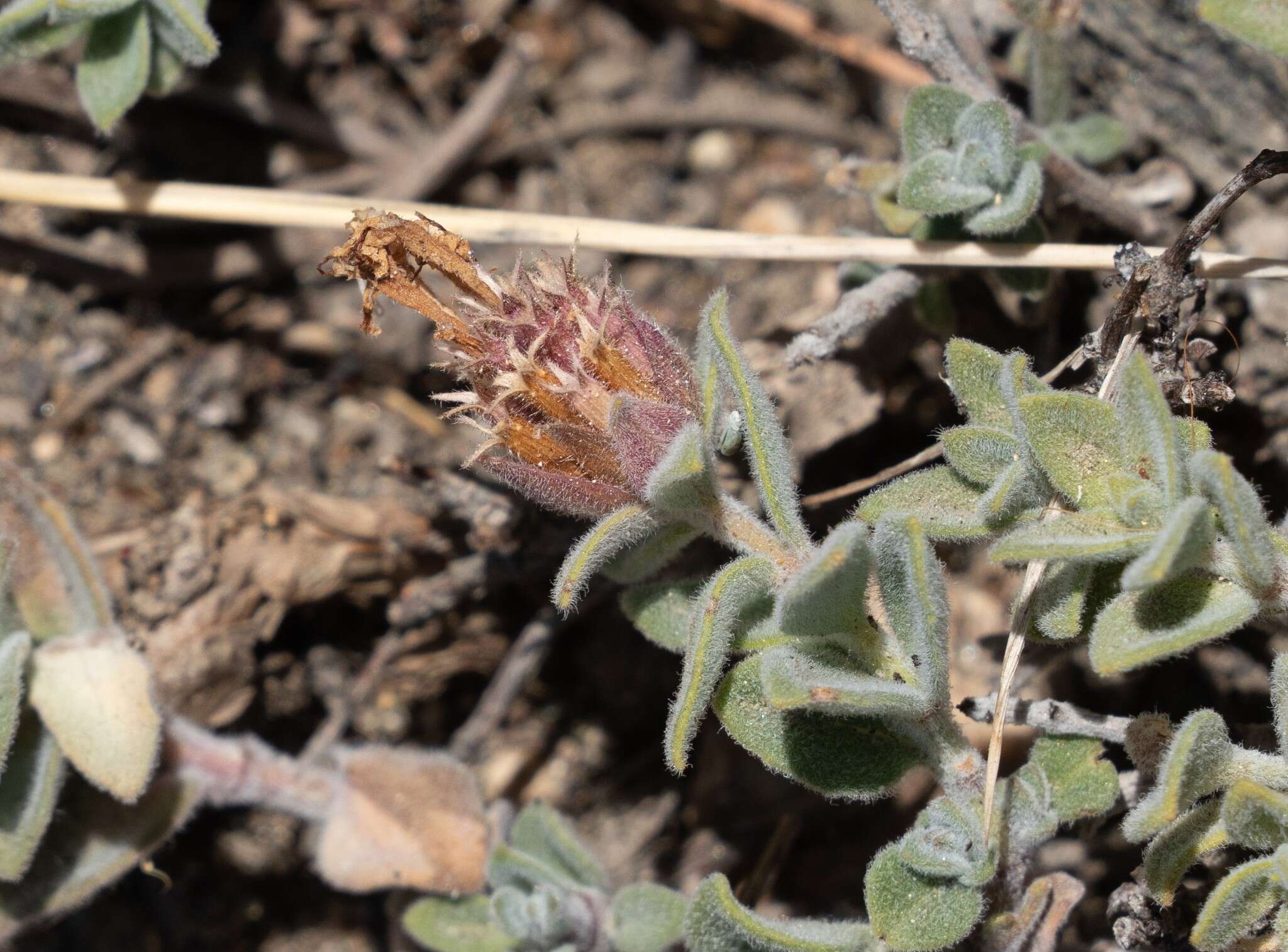 Image de Monardella australis subsp. cinerea (Abrams) A. C. Sanders & Elvin