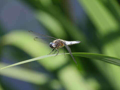 Image of Blue Chaser