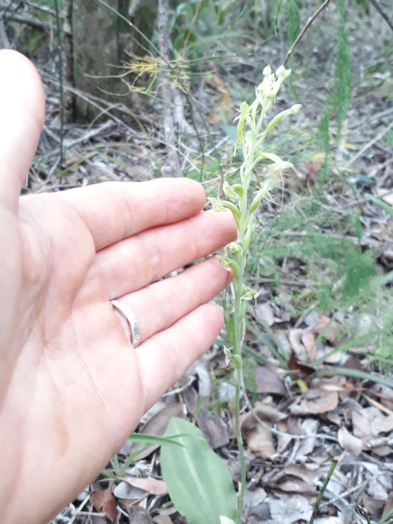 Image de Habenaria arenaria Lindl.