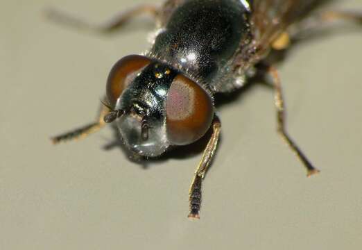 Eocheilosia lignudus (Miller 1921) resmi