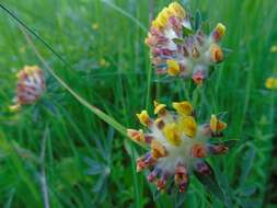 Слика од Anthyllis vulneraria L.