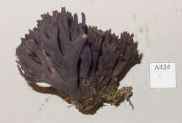 Image of Magenta coral