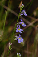 Image of Berlandier's Lobelia