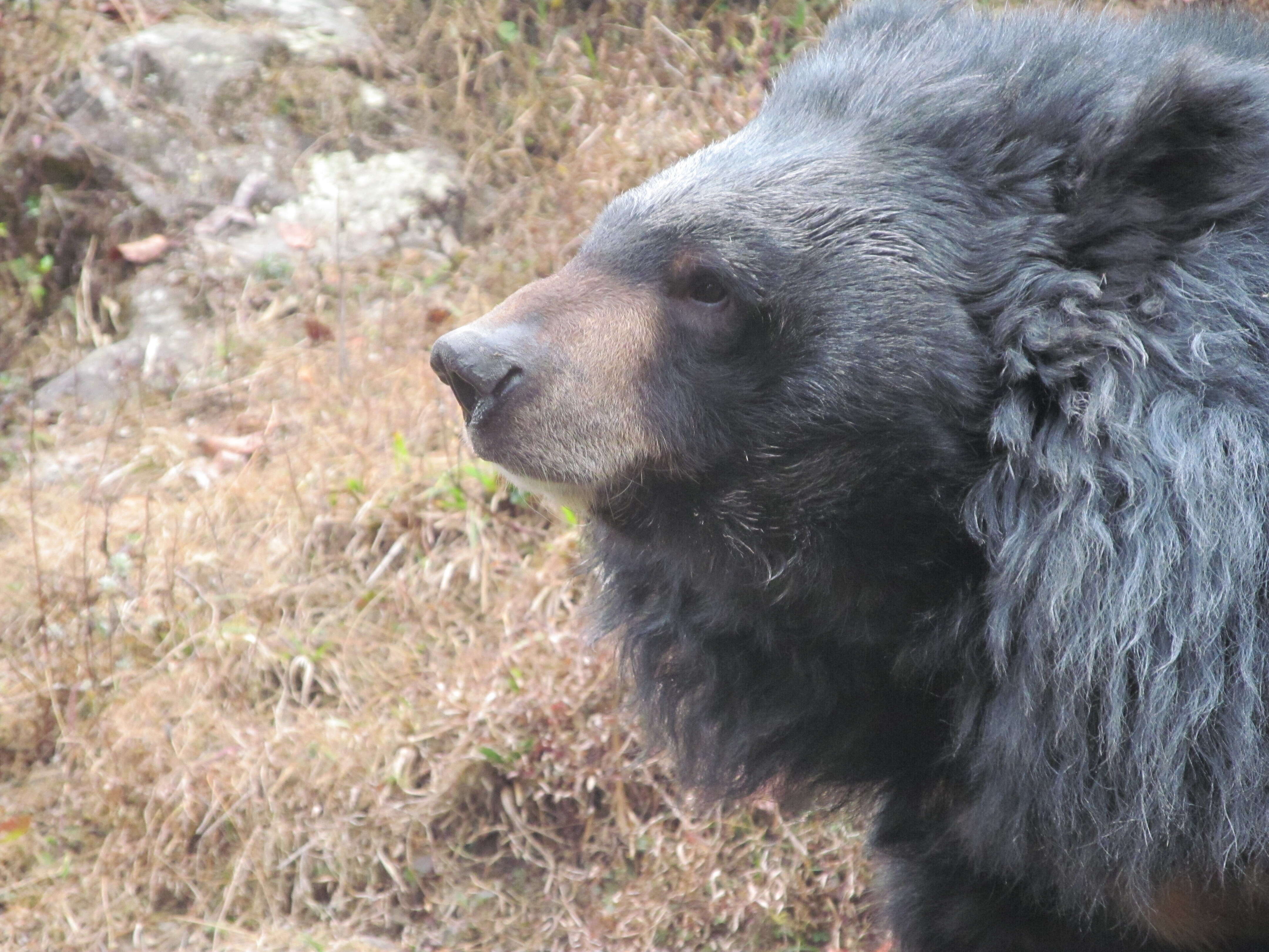 Imagem de Ursus thibetanus laniger (Pocock 1932)