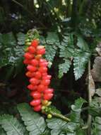 Image of Anthurium testaceum Croat & R. A. Baker