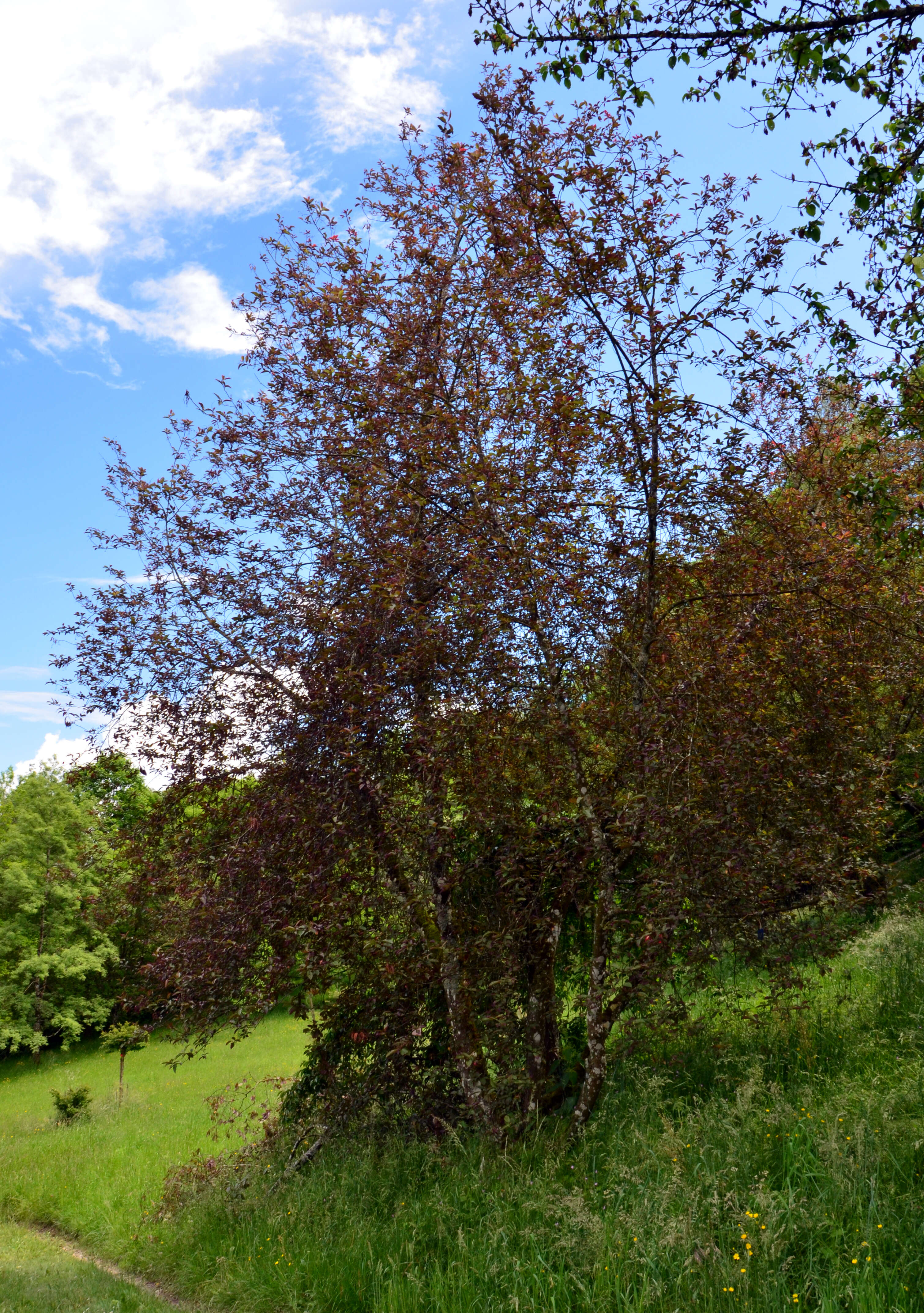 Image of Bird Cherry