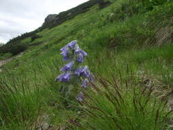 Image of Alpine Bellflower