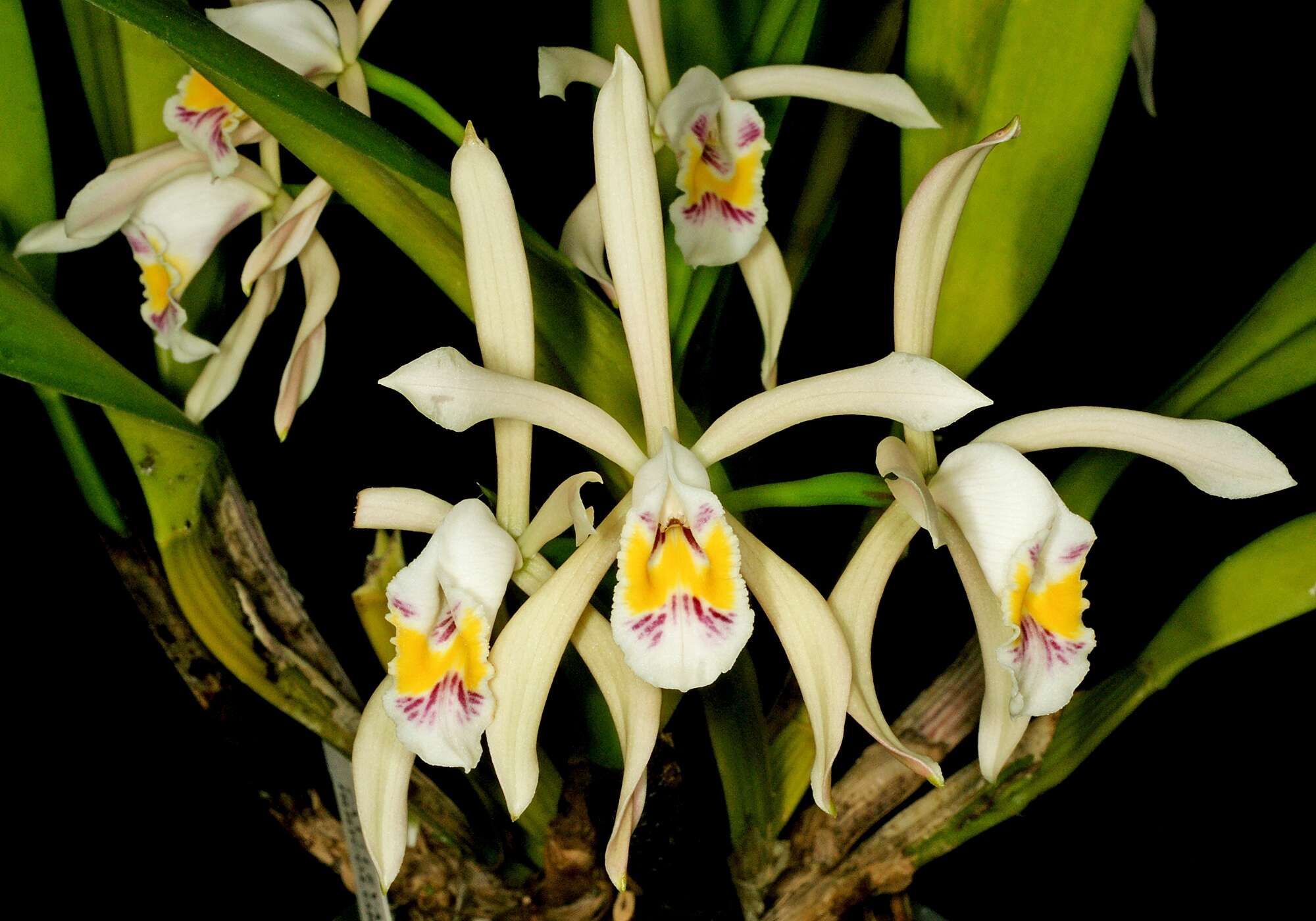 Imagem de Cattleya iricolor Rchb. fil.