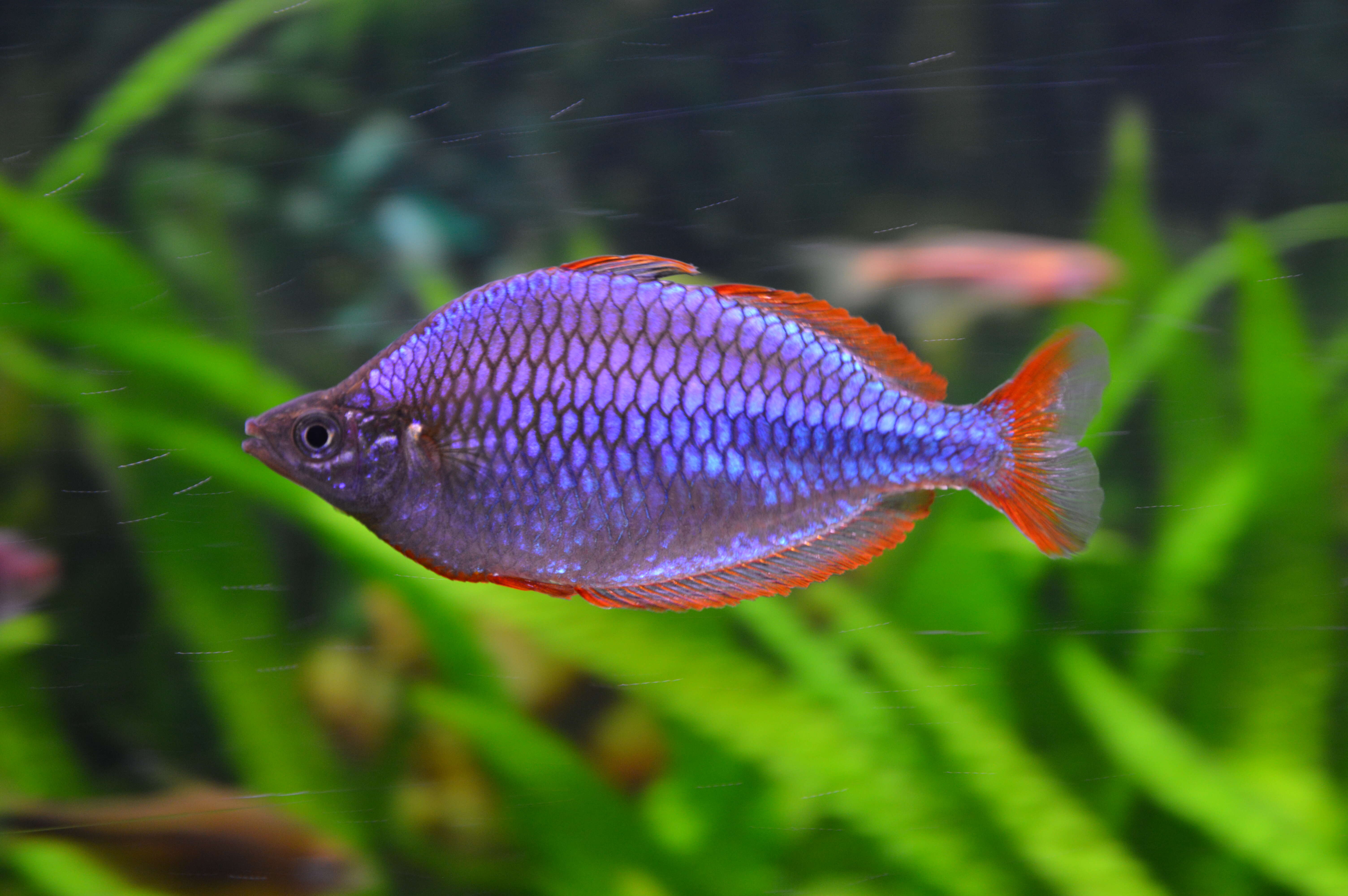 Image of Dwarf Rainbowfish