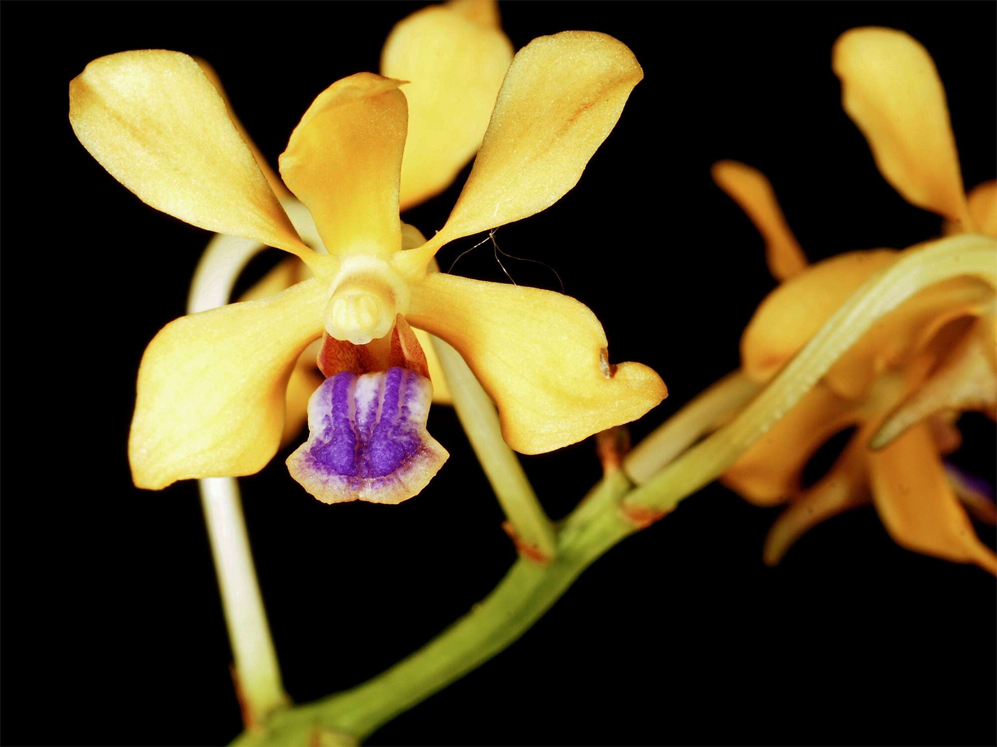 Image of Vanda testacea (Lindl.) Rchb. fil.