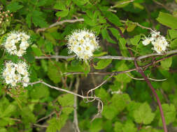 Plancia ëd Physocarpus amurensis (Maxim.) Maxim.