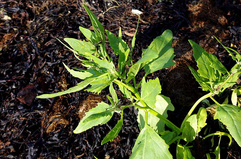 Atriplex nudicaulis Boguslaw的圖片