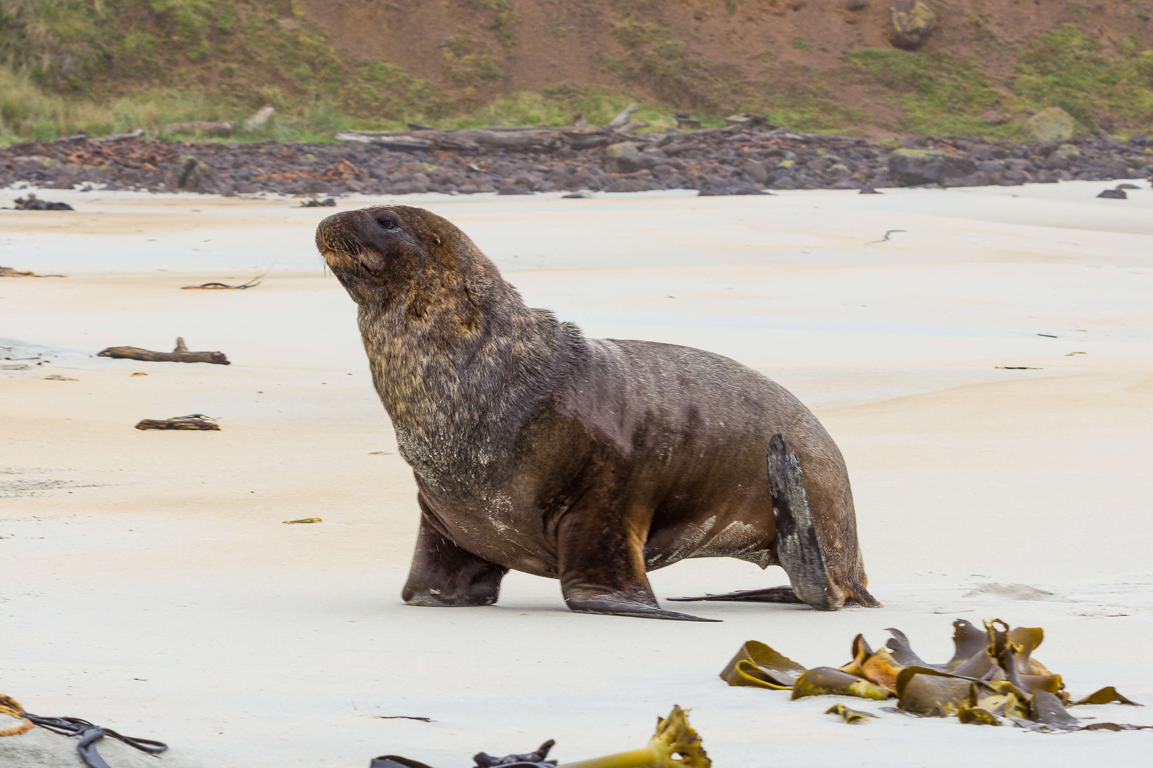 Image of New Zealand sea lion