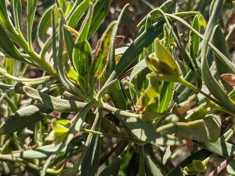 Image of Eremophila freelingii F. Muell.