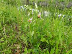 Image of Bee orchid